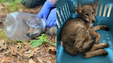 Massachusetts wildlife rescuers free coyote pup’s head from plastic container